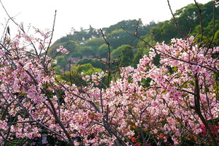 春日山间樱花盛放