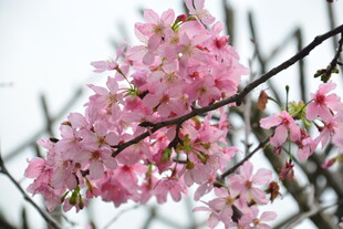 春日粉色樱花