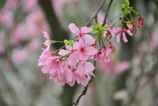 春日粉樱花枝