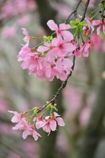 春日唯美粉色樱花