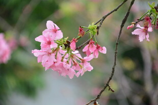 春日粉樱花枝