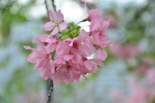 春日樱花