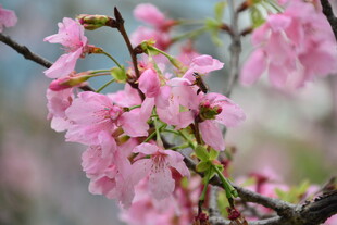 春日粉樱花枝