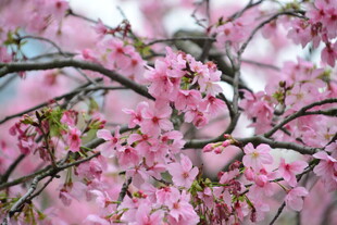 春日樱花