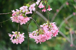粉嫩垂枝樱花