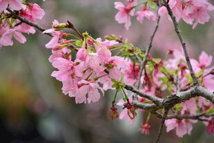 春日唯美粉色樱花