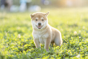 草坪上的可爱柴犬