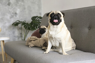 沙发上的两只巴哥犬