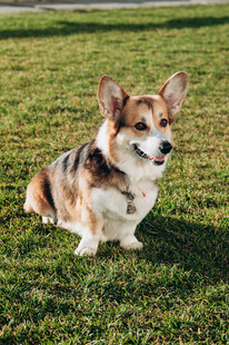 草坪上的可爱柯基犬