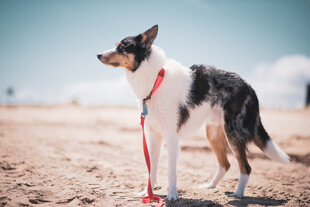 沙滩上的宠物犬