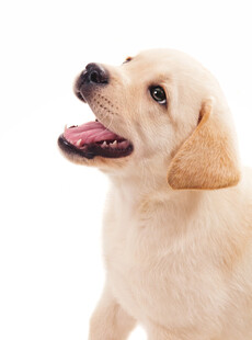 可爱拉布拉多幼犬