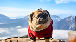 户外红衣巴哥犬