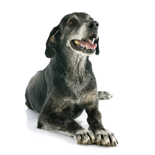 趴卧的威玛猎犬