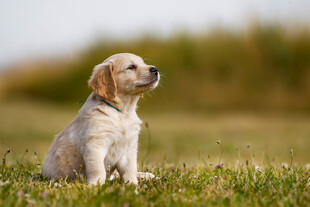 草地上的拉布拉多幼犬