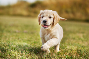 草地上奔跑的金毛幼犬