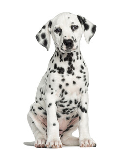可爱斑点狗幼犬