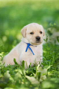 草地上的拉布拉多幼犬
