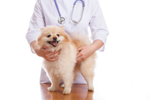 兽医为博美犬做检查
