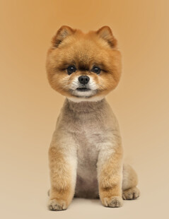 俊介造型可爱博美犬