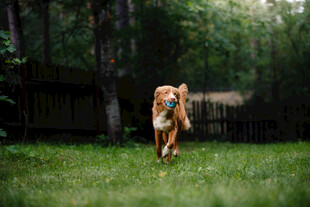 叼玩具奔跑的金毛犬
