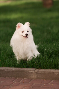 草坪上的白色博美犬