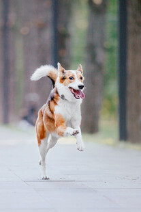 户外奔跑的柯基犬