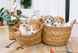 可爱柯基幼犬居家萌照