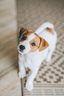 可爱杰克罗素梗幼犬