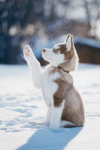 雪地抬爪的哈士奇幼犬