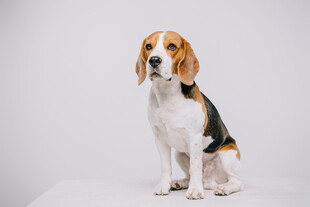 纯白背景坐姿比格犬