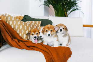 四只软萌柯基幼犬