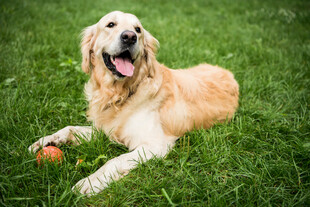 草坪上玩耍的金毛犬