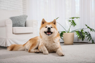 居家可爱秋田犬