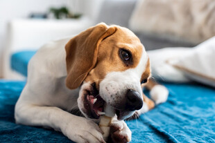 床上啃食零食的比格犬