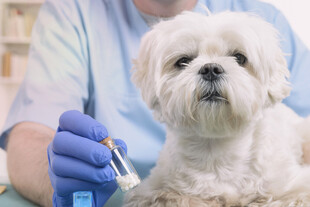 兽医为宠物犬做体检