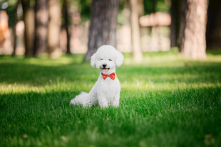 戴领结的可爱比熊犬
