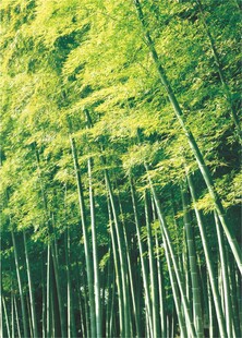 竹林
