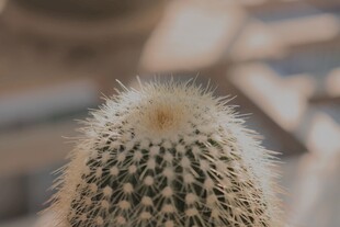 白毛仙人球顶部特写