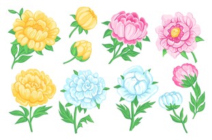 芍药插画素材