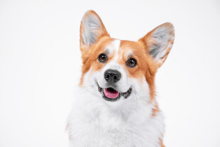可爱微笑柯基犬
