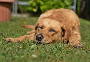 草地上休憩的金毛犬