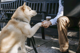 萌犬与人握手互动