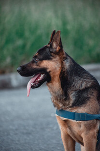 户外德国牧羊犬