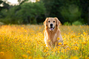 花海中的金毛犬