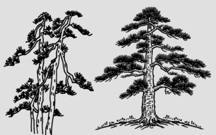 国风手绘树木黑白线稿