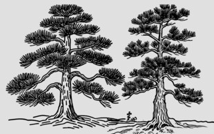 手绘双松树素描素材