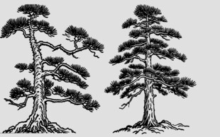 手绘双株古松图案
