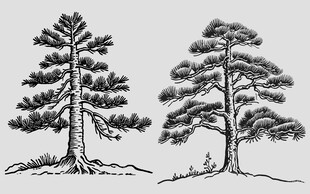 复古手绘松树插画