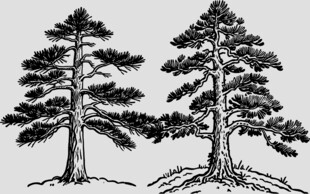 手绘双松素描素材
