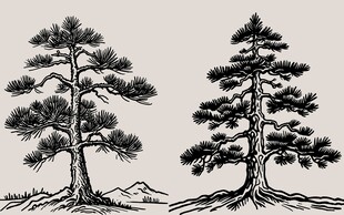 手绘双松素描素材